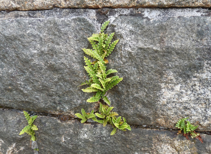Asplenium ceterach Asplenium ceterach