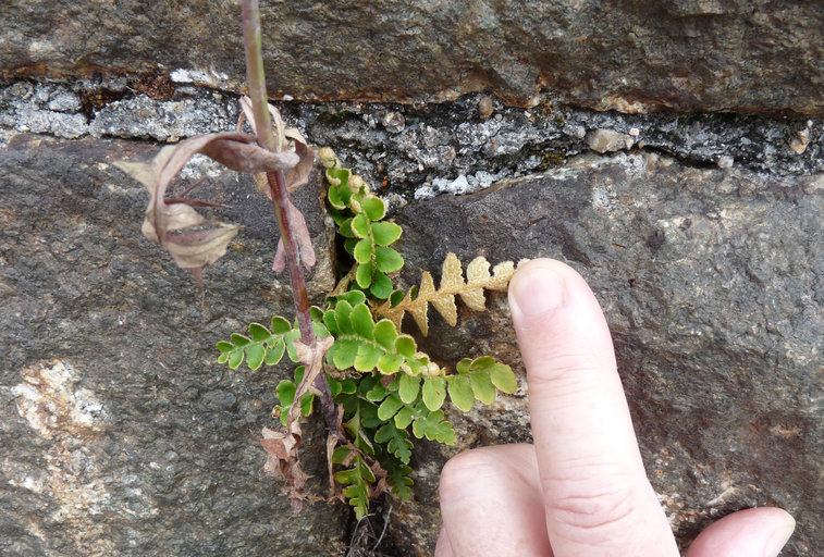 Asplenium ceterach Asplenium ceterach
