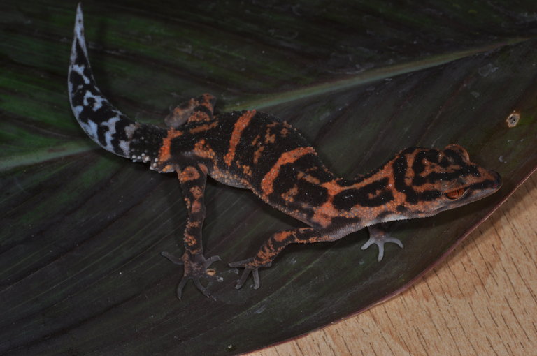 goniurosaurus orientalis