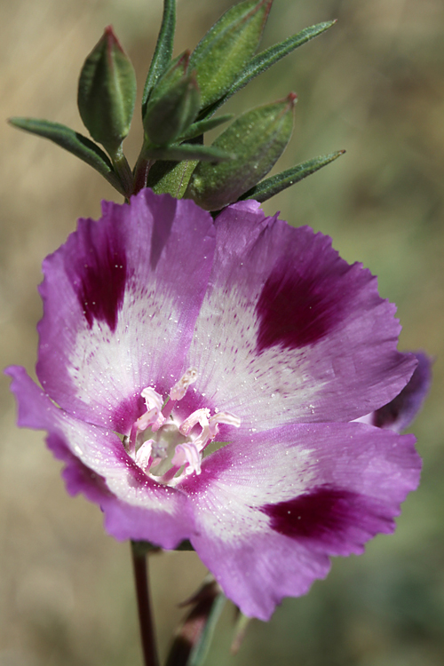 Clarkia williamsonii