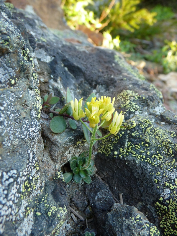 Draba howellii