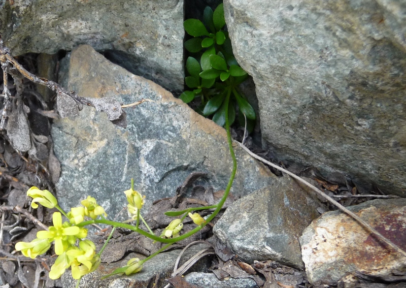 Draba carnosula