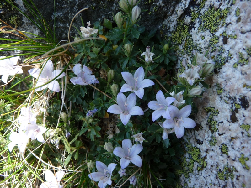 Campanula shetleri