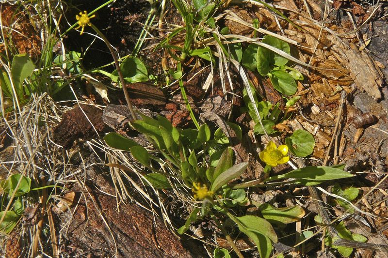 Ranunculus flammula