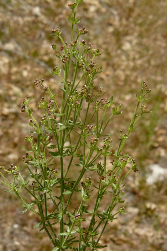 Galium sp.