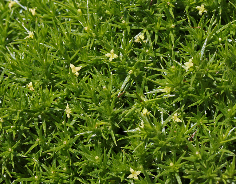 Galium andrewsii