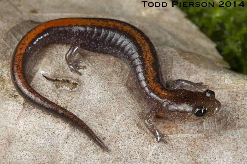 Plethodon angusticlavius Plethodon angusticlavius