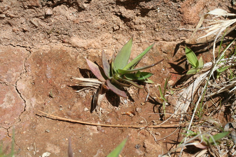 Panicum acuminatum var. thermale Panicum acuminatum var. thermale