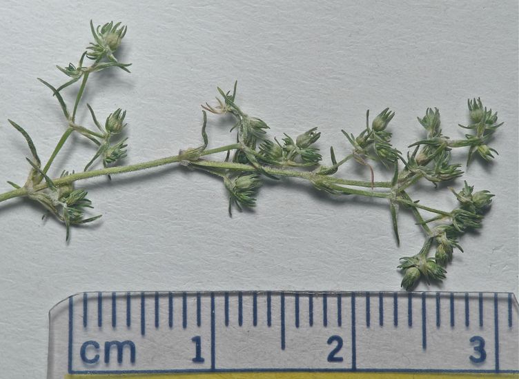 Scleranthus annuus ssp. annuus