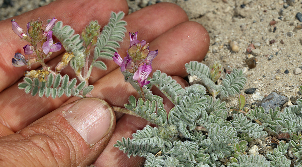 Astragalus pseudiodanthus Astragalus pseudiodanthus