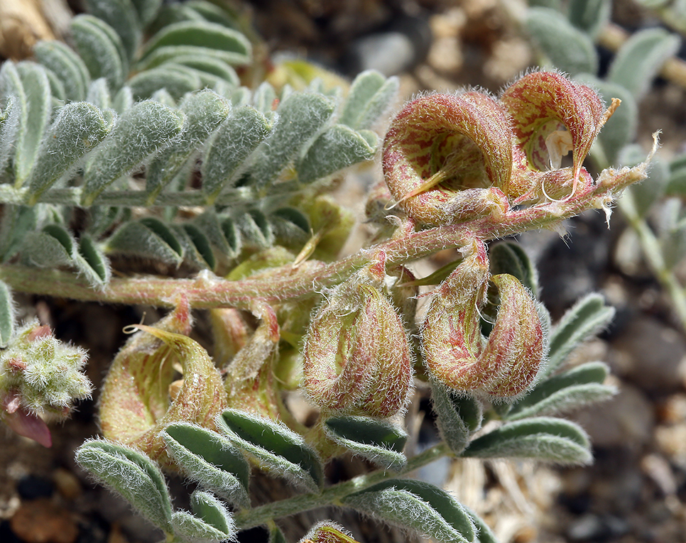 Astragalus pseudiodanthus Astragalus pseudiodanthus