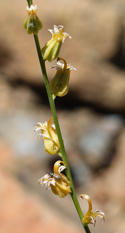 Streptanthus morrisonii