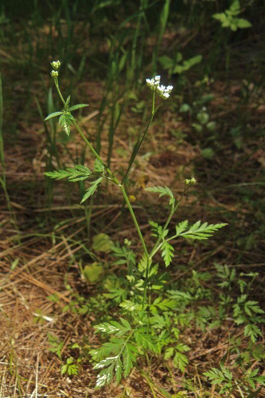 Torilis arvensis