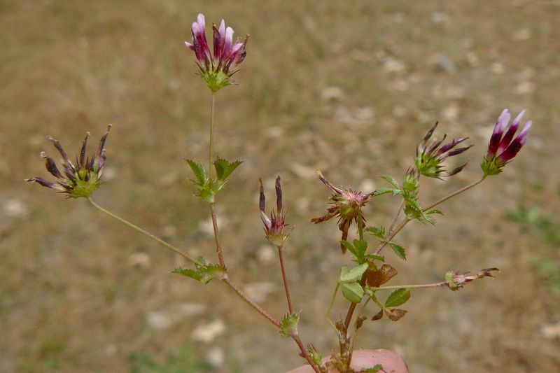 Trifolium melananthum