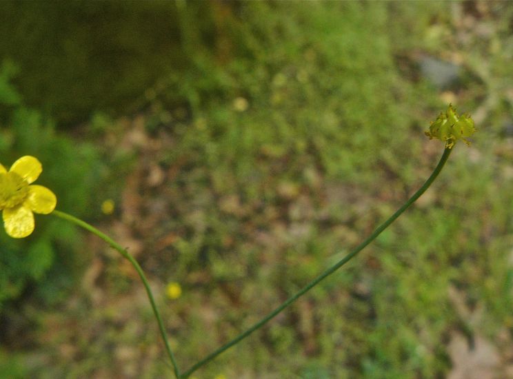 Ranunculus occidentalis var. occidentalis