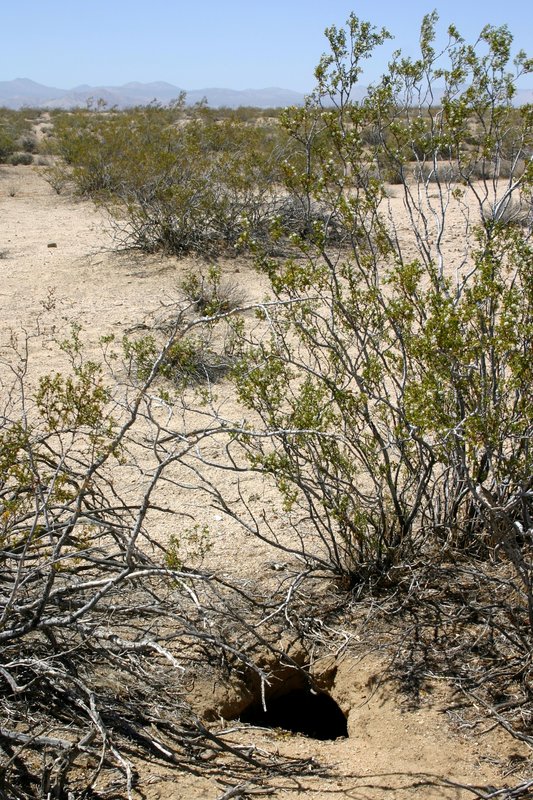 Desert Tortoise Natural Area in Mojave Desert