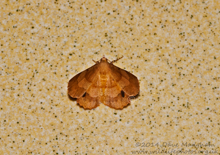 Hyperythra lutea