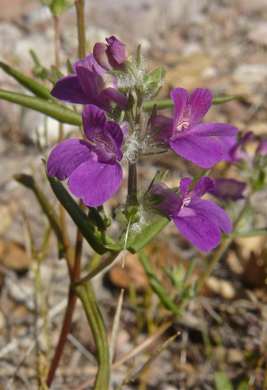 Collinsia bartsiifolia