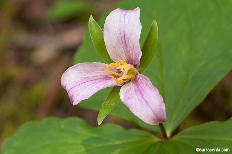 Trillium ovatum ssp. ovatum