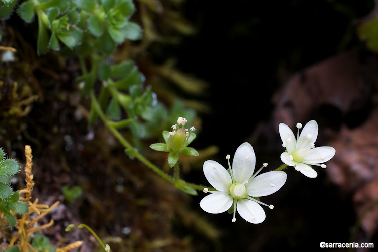 Saxifraga vespertina
