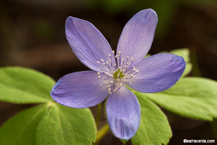 Anemonoides oregana