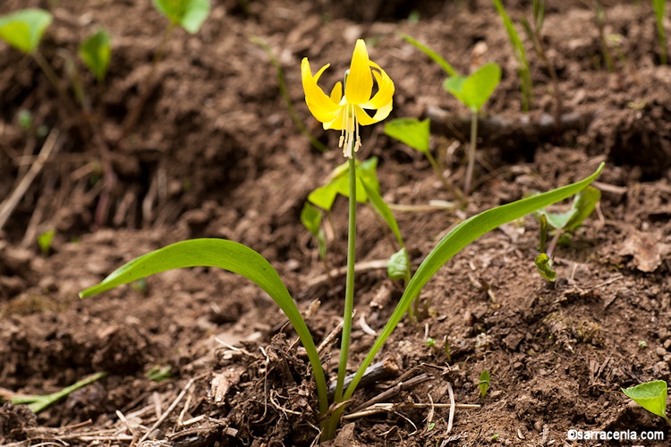 Erythronium grandiflorum ssp. grandiflorum