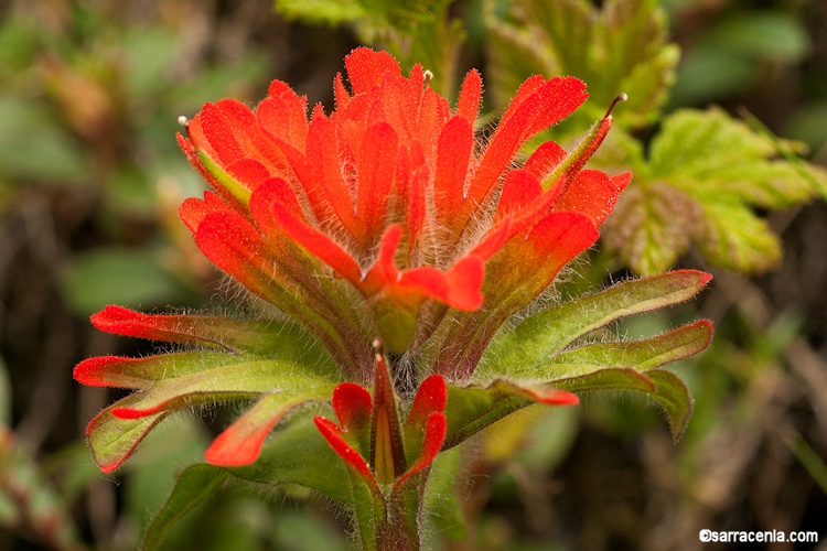 Castilleja hispida