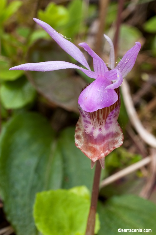 Calypso bulbosa var. occidentalis