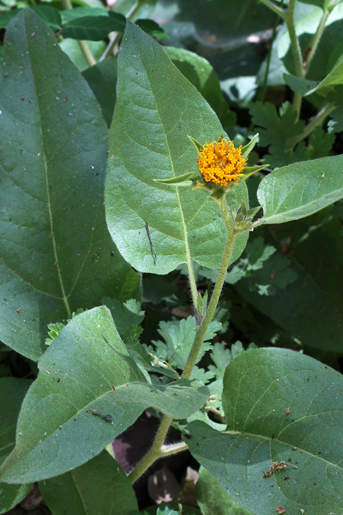 Wyethia invenusta