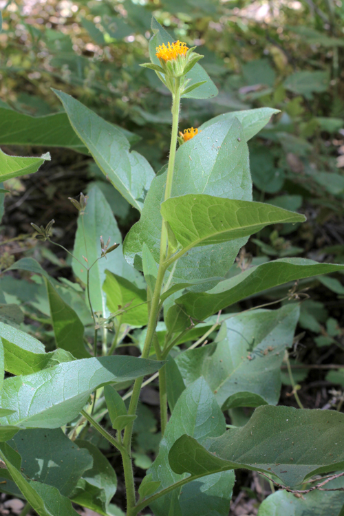 Wyethia invenusta
