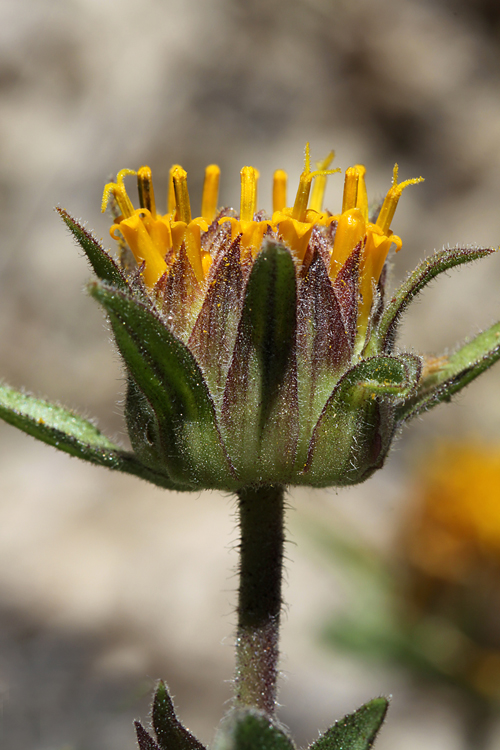 Wyethia invenusta Wyethia invenusta