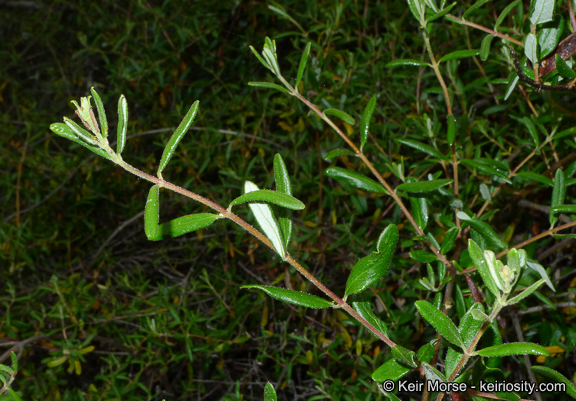 Lonicera subspicata var. subspicata