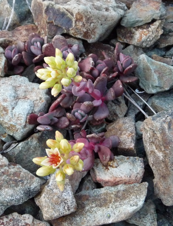 Sedum oregonense