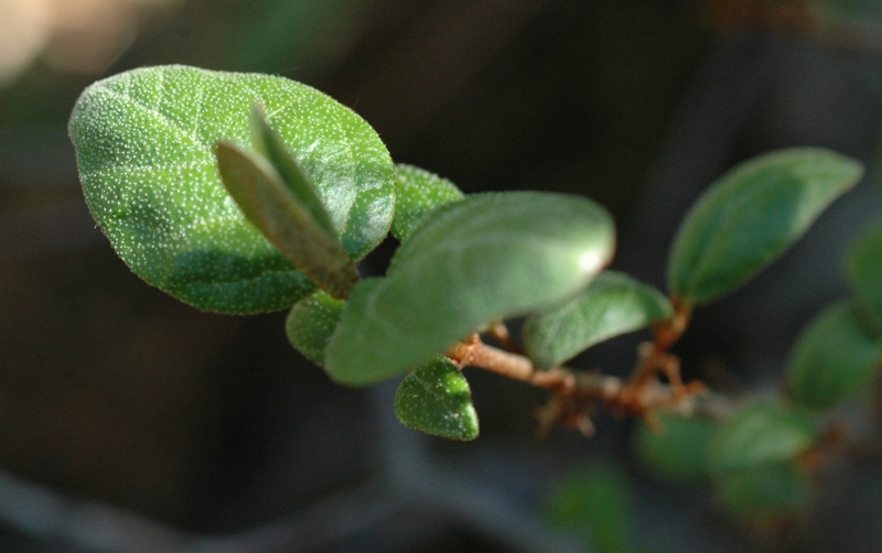 Shepherdia canadensis