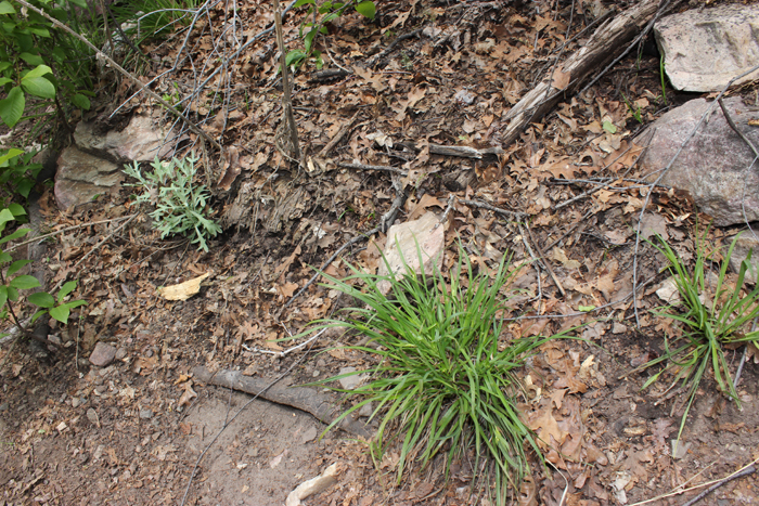 Carex cordillerana