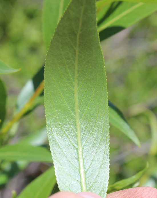 Salix lucida var. caudata