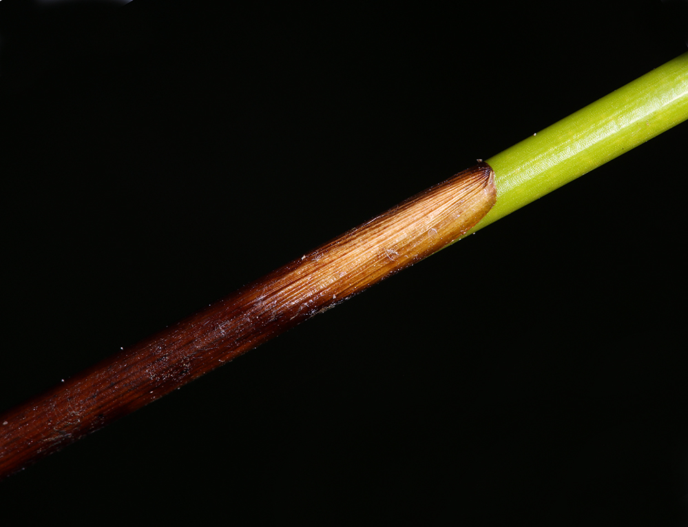 Juncus balticus ssp. ater