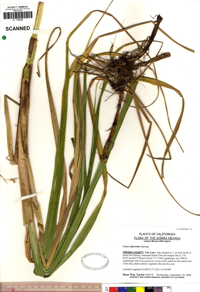 Carex atherodes