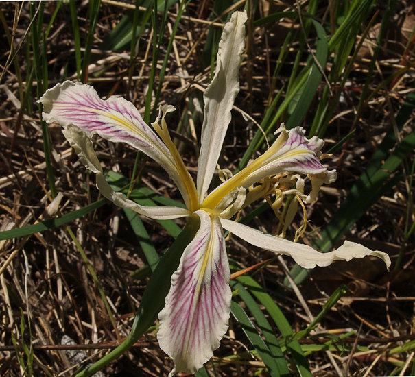 Iris tenuissima ssp. purdyiformis