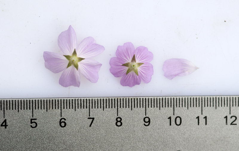 Sidalcea multifida