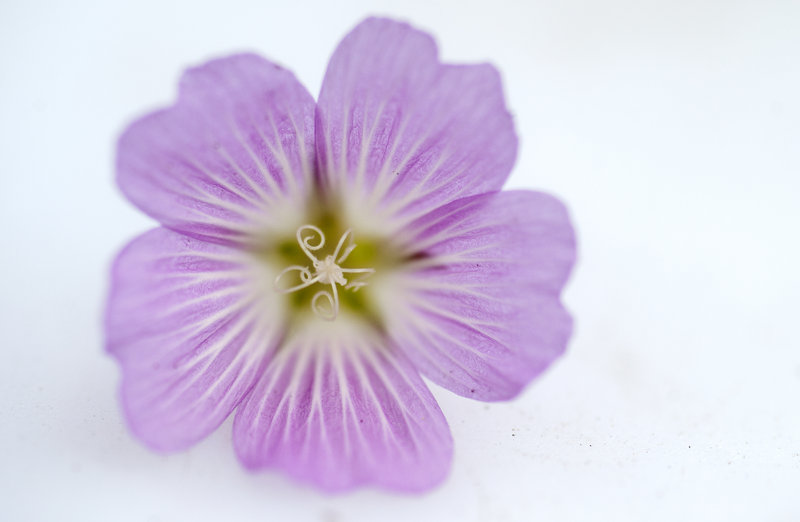 Sidalcea multifida