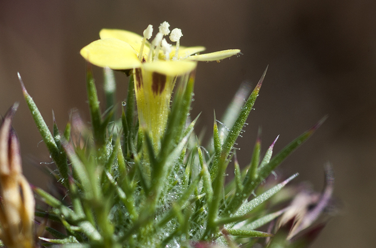 Navarretia nigelliformis ssp. radians