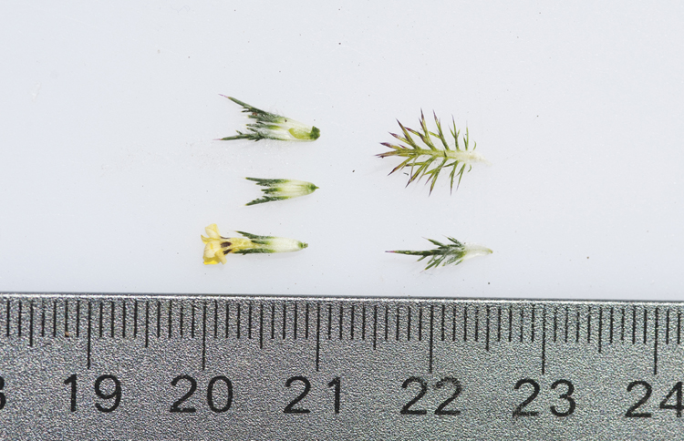 Navarretia nigelliformis ssp. radians
