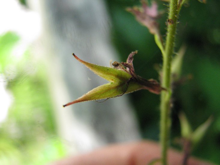 Tolmiea diplomenziesii Tolmiea diplomenziesii