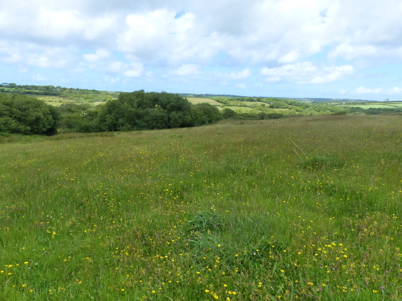 Flower meadow in north Devon