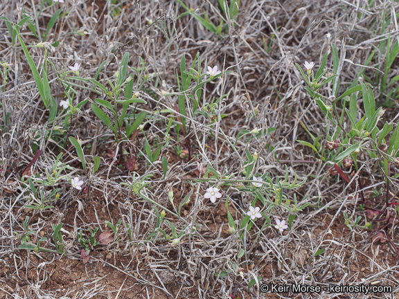Convolvulus simulans