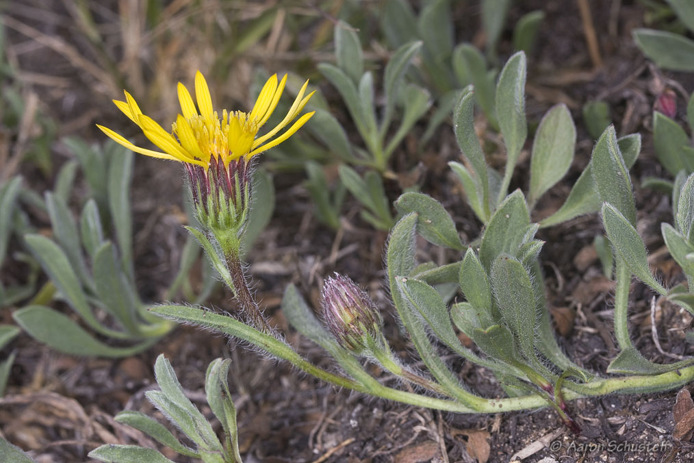 Heterotheca sessiliflora ssp. bolanderi Heterotheca sessiliflora ssp. bolanderi