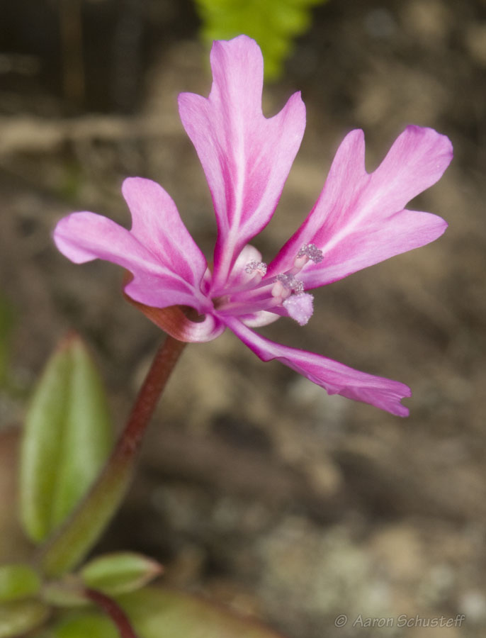 Clarkia concinna ssp. raichei Clarkia concinna ssp. raichei