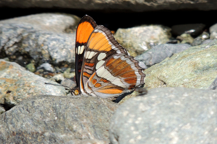 Adelpha californica