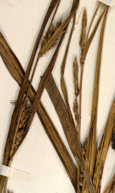 Carex sheldonii